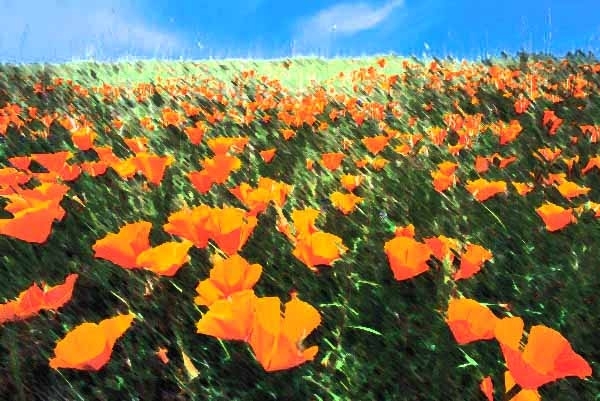 Poppies